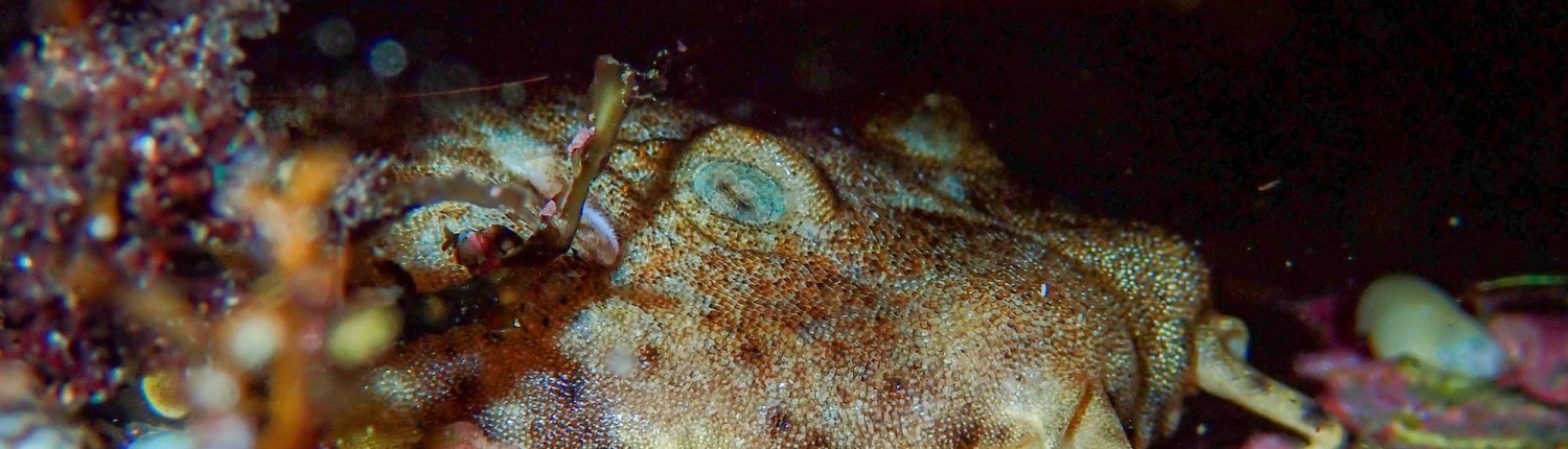 Ornate Wobbegong (Orectolobus ornatus)