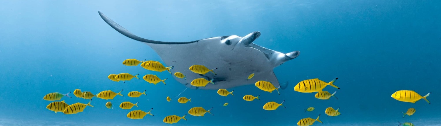 Manta ray in Coral Bay, Ningaloo Reef, Western Australia