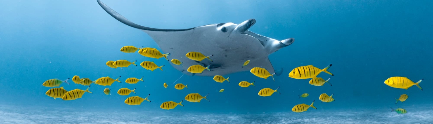 Manta ray in Coral Bay, Ningaloo Reef, Western Australia