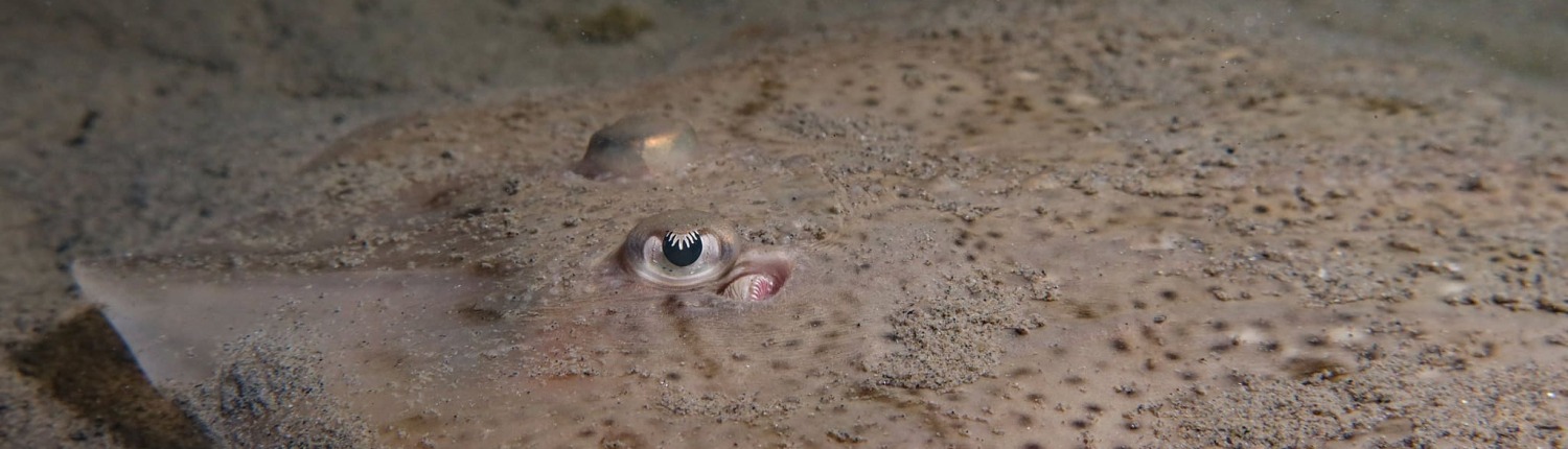 Starry Skate (Raja asterias)