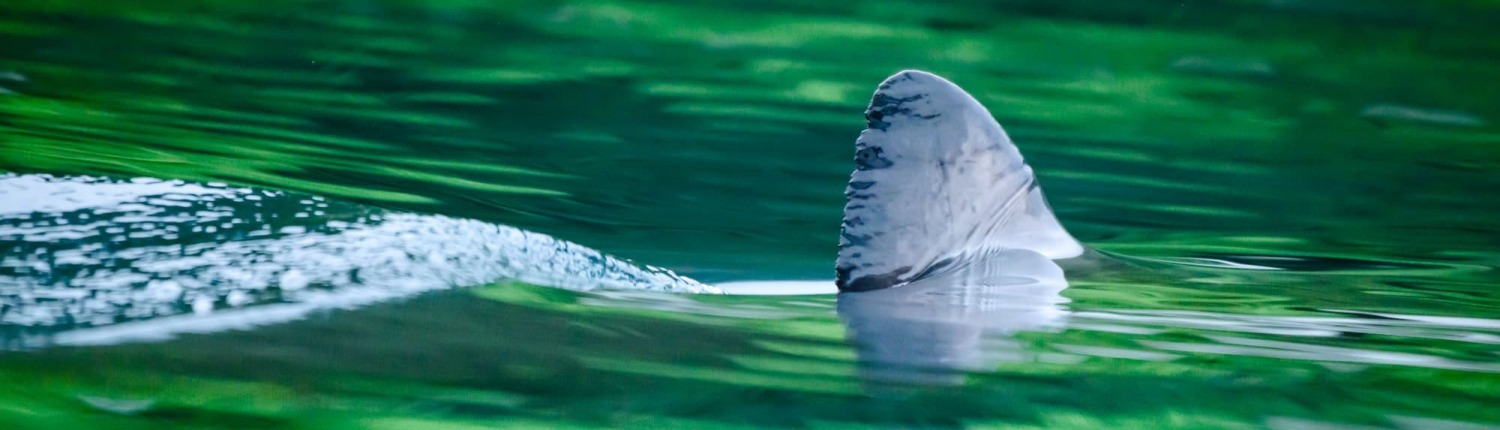 Shark fin | © Ron Watkins | Ocean Image Bank