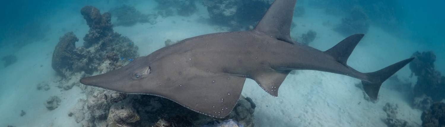 Bottlenose Wedgefish (Rhynchobatus australiae)